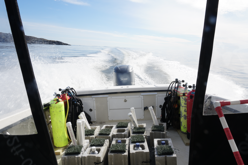 A photo of the back of a boat underway with kelp specimens in the back. 